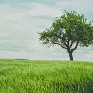 Bomen