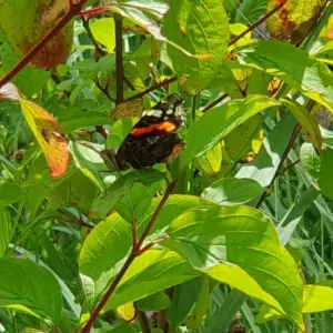 Vlinderroute, natuurles om de hoek